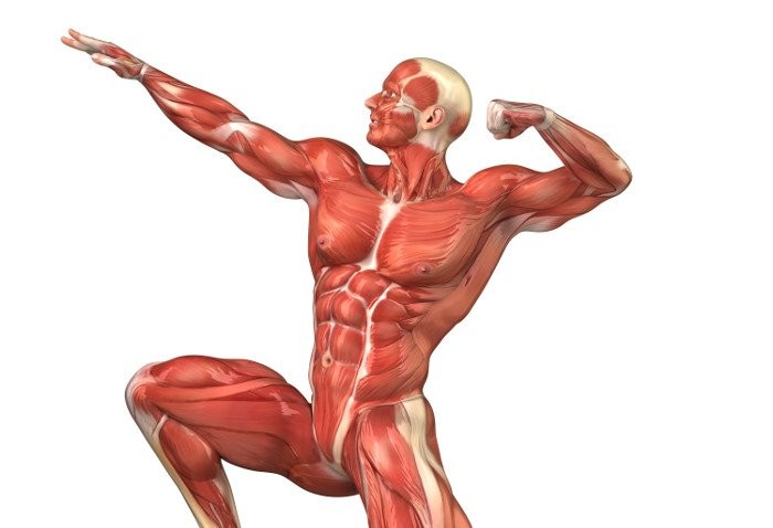rimedi naturali per i muscoli